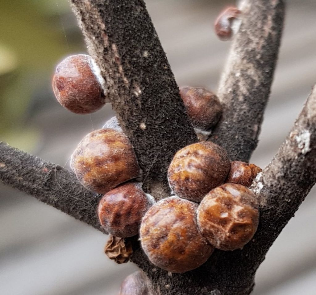 Nidularia pulvinata, cocc. del leccio?